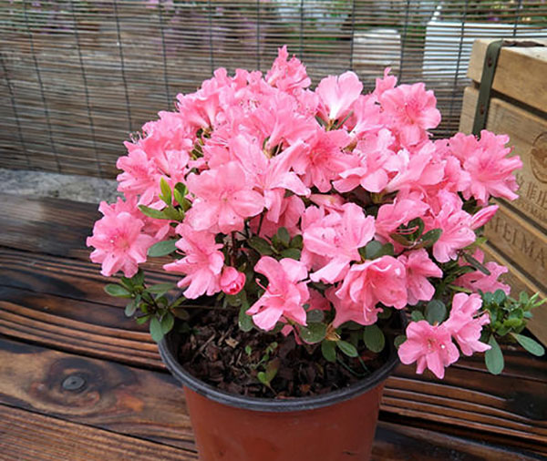 小盆杜鵑花 小盆杜鵑花