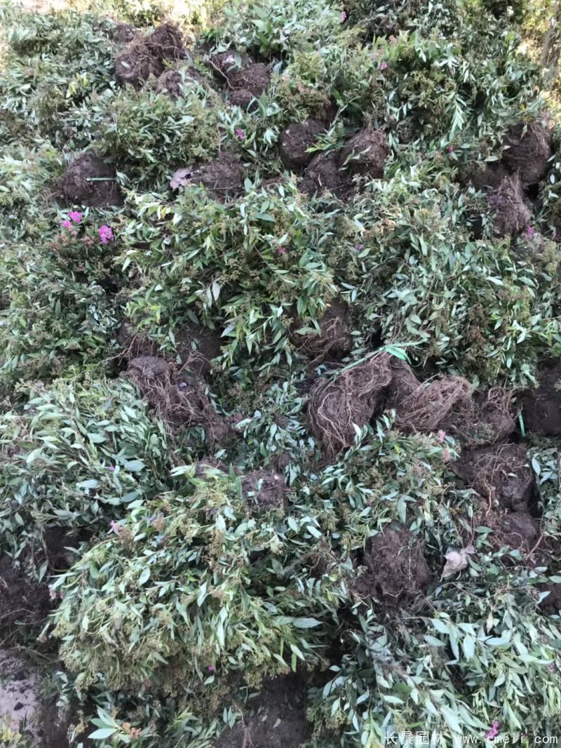 繡線菊球 繡線菊球