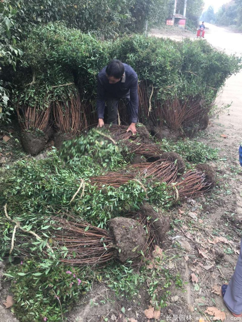 繡線菊球 繡線菊球