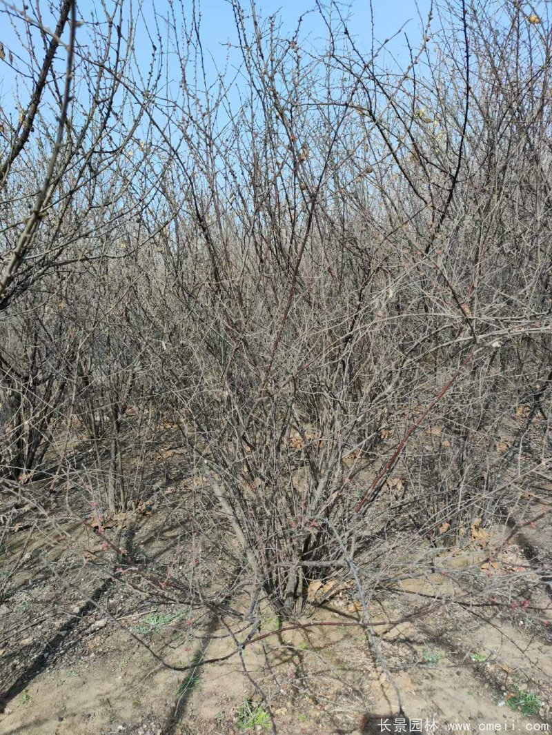 叢生榆葉梅 叢生榆葉梅