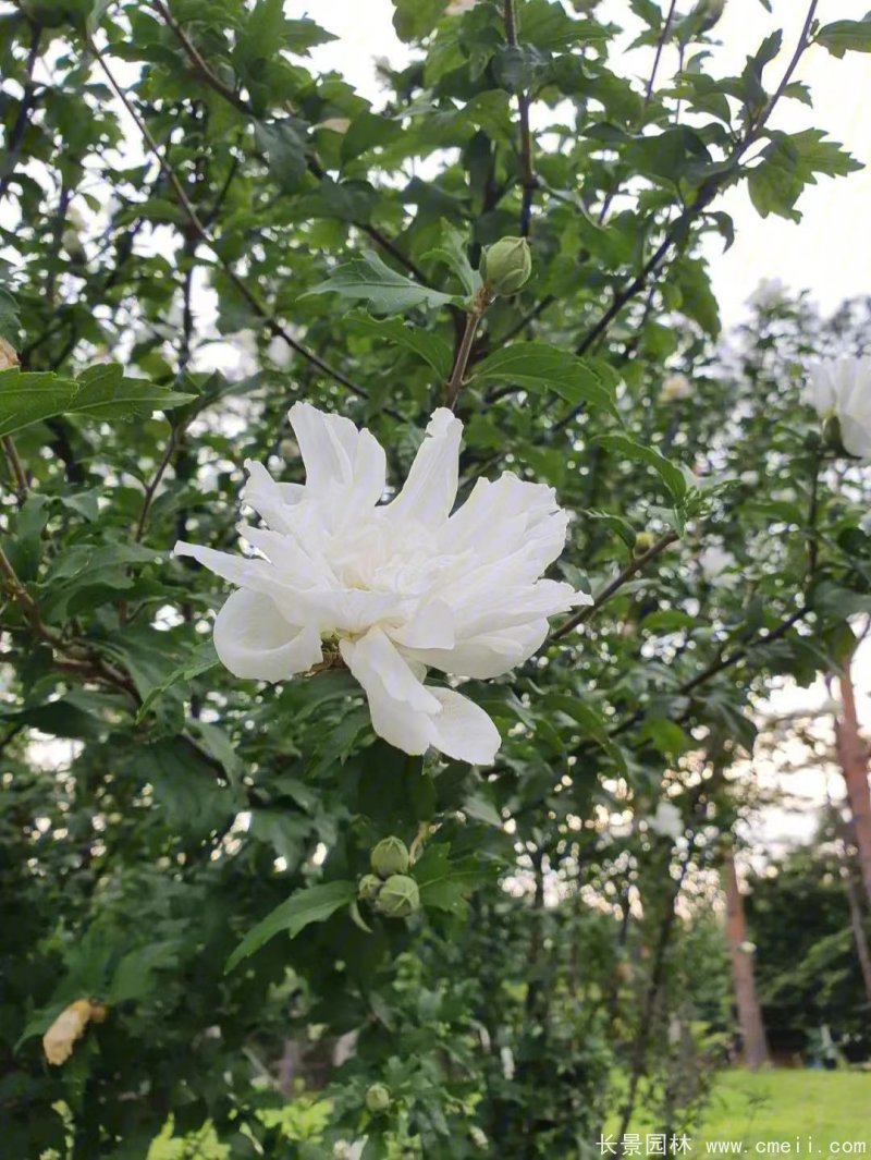 重瓣白牡丹白色木槿 重瓣白牡丹白色木槿