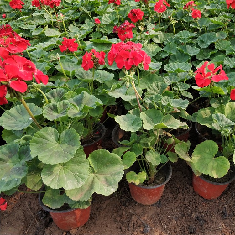 天竺葵 天竺葵