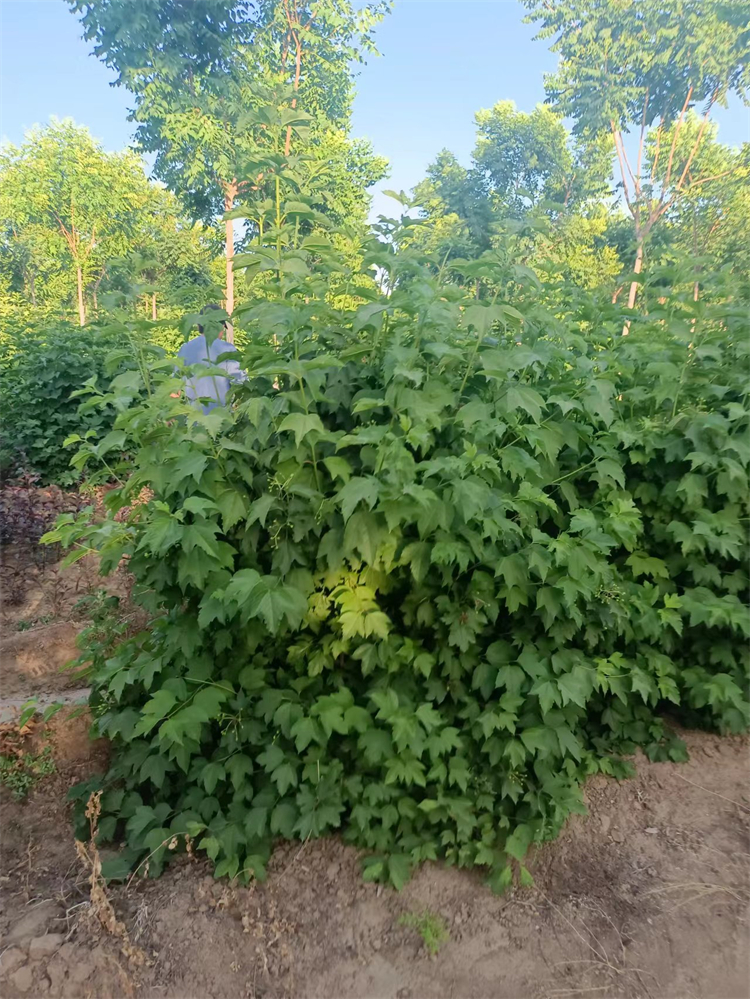 天目瓊花 天目瓊花