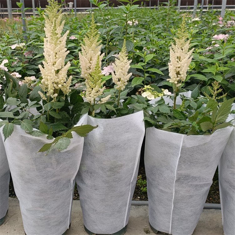 落新婦容器苗盆栽 落新婦容器苗盆栽