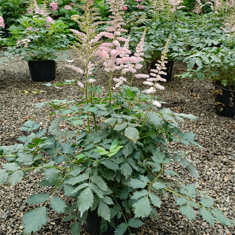 落新婦容器苗盆栽 落新婦容器苗盆栽