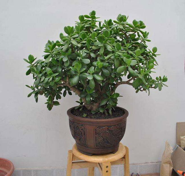 5種便宜花卉，越養越值錢