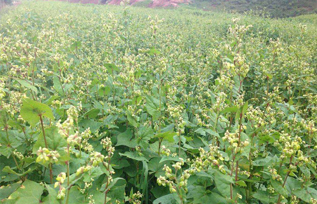 苦蕎麥價格多少錢一棵?苦蕎麥如何種植?