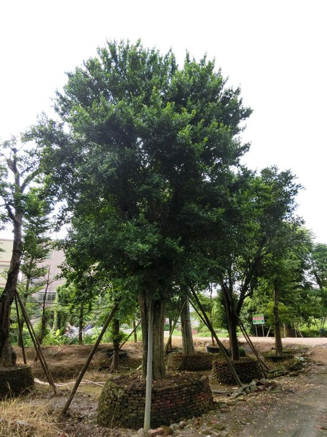 觀音樹是什么樹?觀音樹種植前景分析