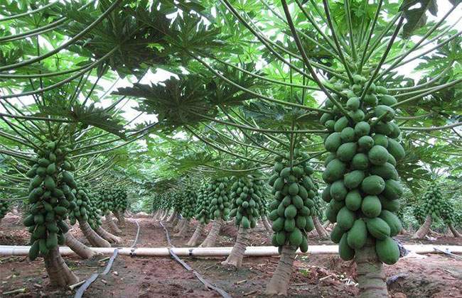 木瓜樹多少錢一棵?2020年木瓜樹價(jià)格最新價(jià)格