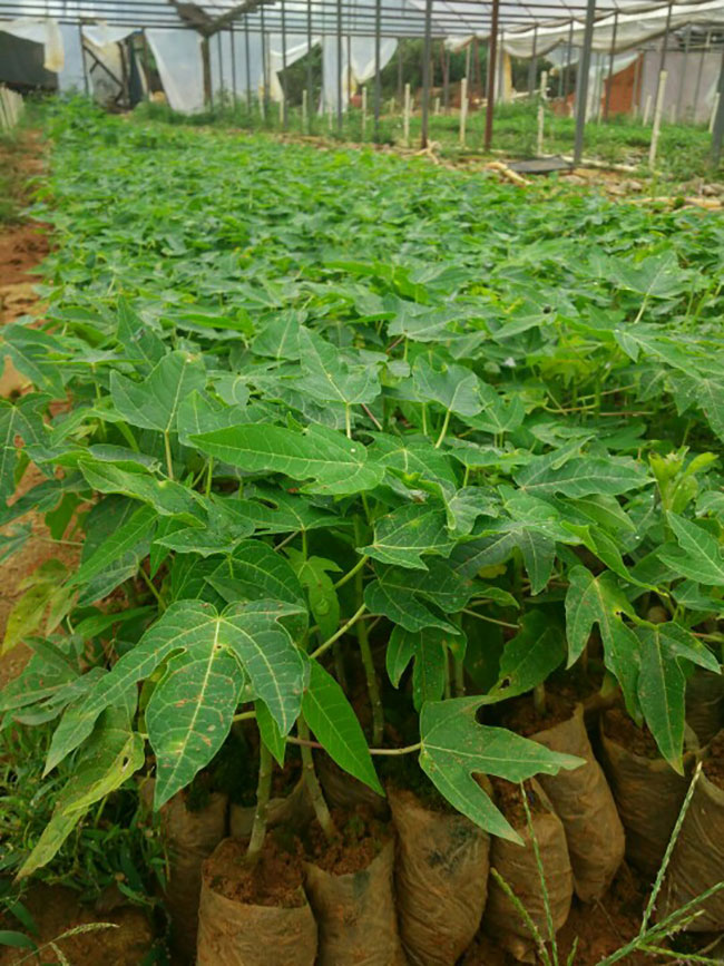 木瓜樹多少錢一棵?2020年木瓜樹價(jià)格最新價(jià)格