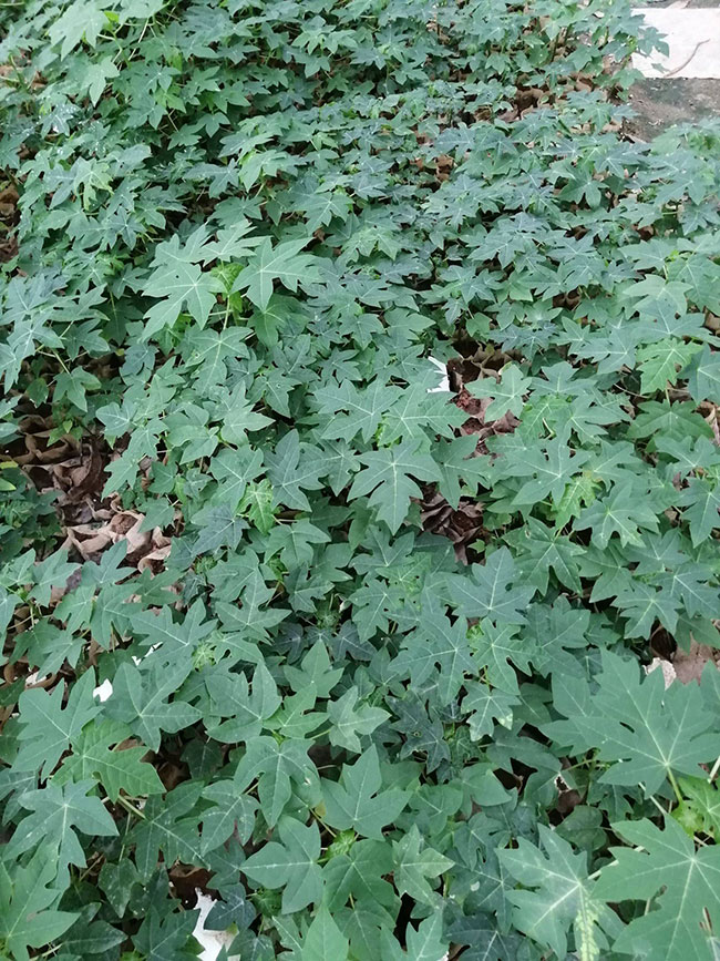 15木瓜樹多少錢一棵?2020年木瓜樹價(jià)格最新價(jià)格