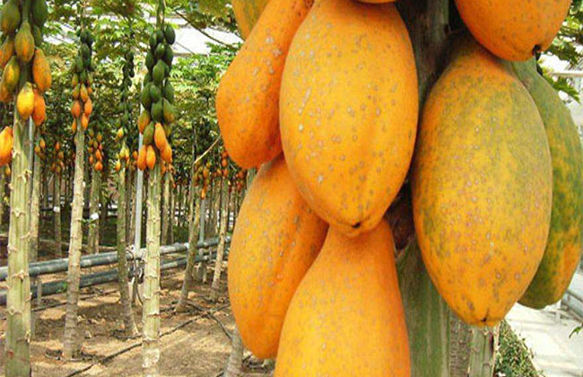 木瓜樹多少錢一棵?2020年木瓜樹價(jià)格最新價(jià)格