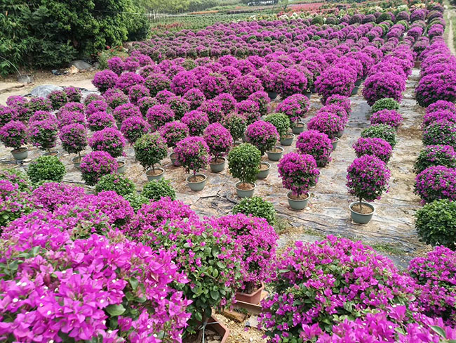 三角梅產(chǎn)地的在哪里?中國(guó)最大三角梅的產(chǎn)地g