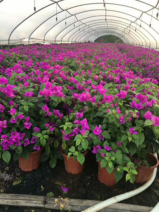 三角梅產(chǎn)地的在哪里?中國(guó)最大三角梅的產(chǎn)地