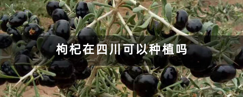 枸杞在四川可以種植嗎 枸杞在四川可以種植嗎