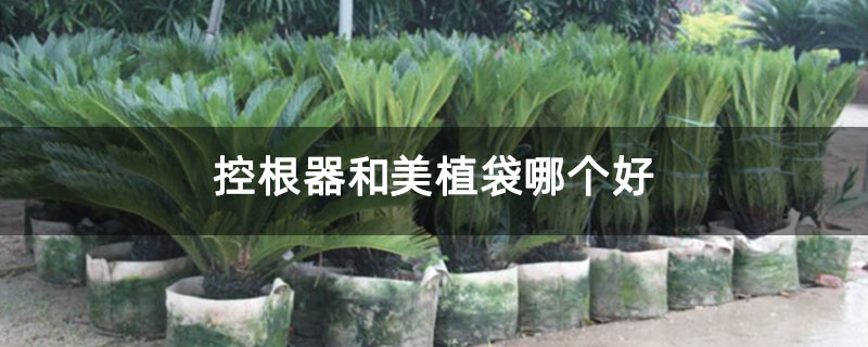 控根器和美植袋哪個好