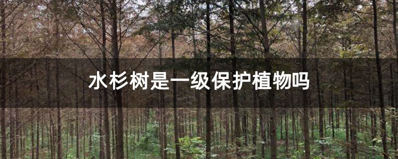 水杉樹是一級保護植物嗎 水杉樹是一級保護植物嗎