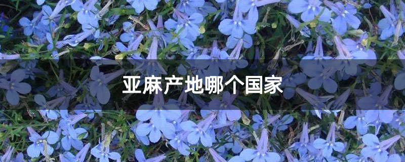 亞麻產地哪個國家