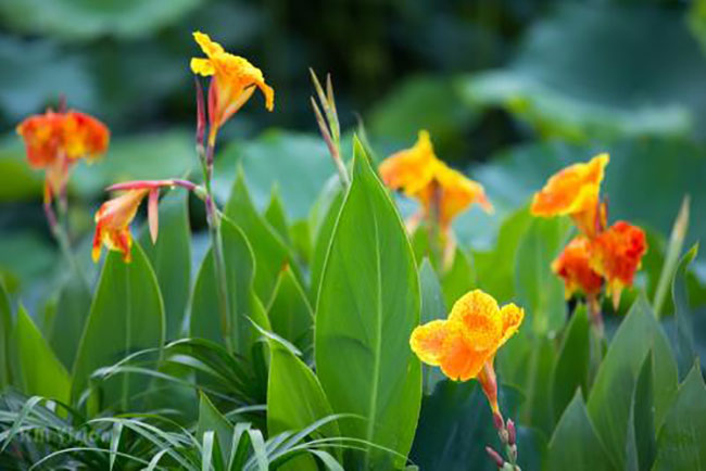 美人蕉的花語是什么?美人蕉的寓意和象征