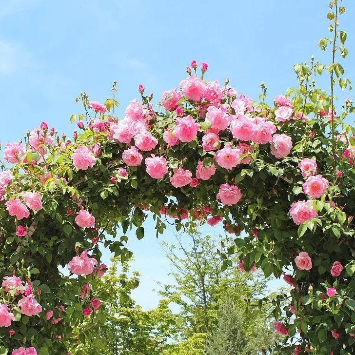 月季拱門 來自長景園林 月季拱門 來自長景園林