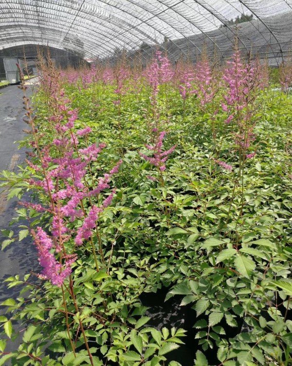 落新婦容器苗盆栽 落新婦容器苗盆栽