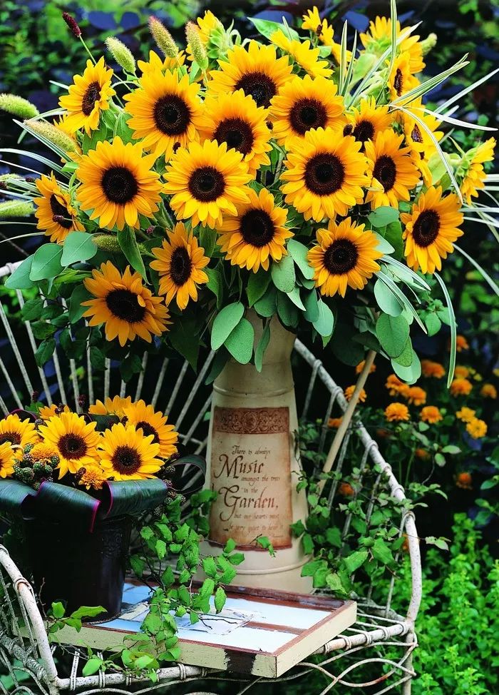 富陽特系列向日葵 富陽特系列向日葵