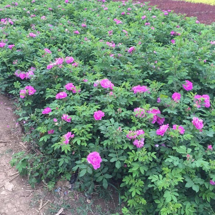 高原玫瑰 高原玫瑰