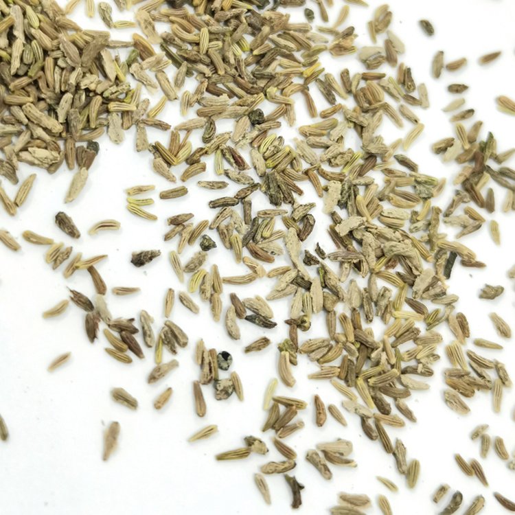 白菊種子 白菊種子