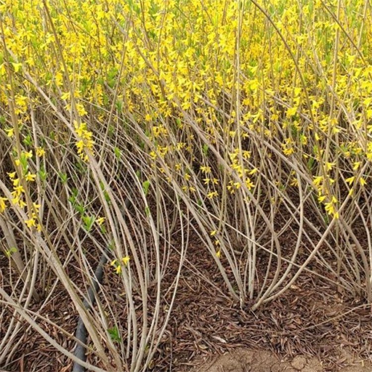 出售金鐘花春天開(kāi)花的樣子盛花期 出售金鐘花春天開(kāi)花的樣子盛花期